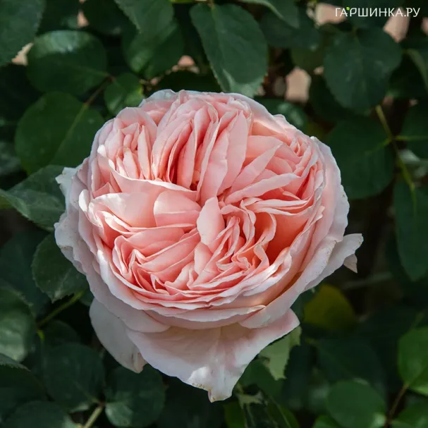 Роза Антик Амор чайно-гибридная