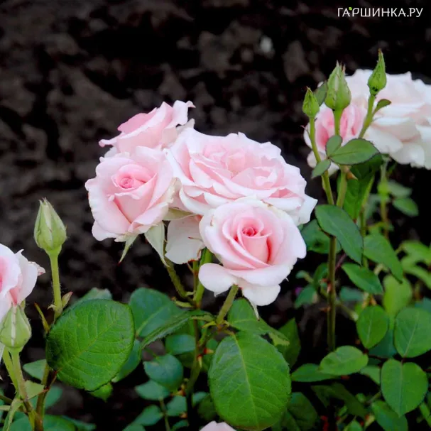 Роза Фламинго чайно-гибридная