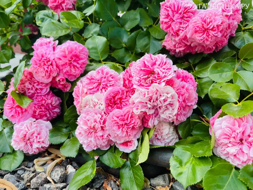 Роза Тереза Багнет канадская парковая (лиц)