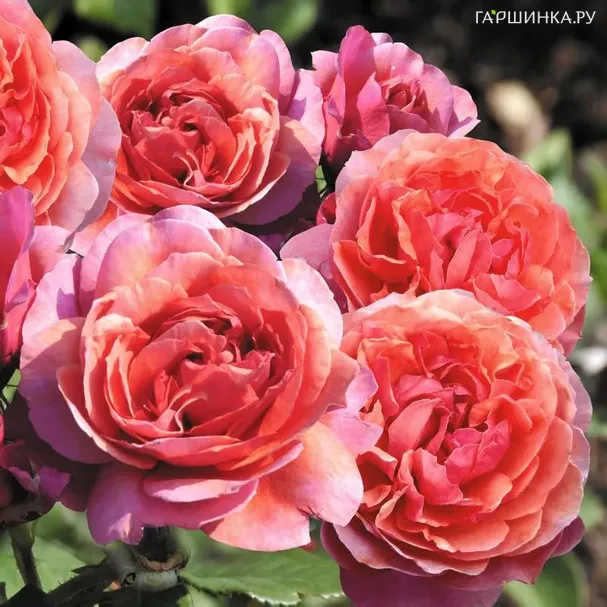 Роза Ладюри шраб