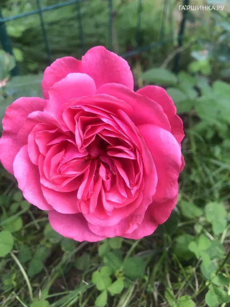 Роза Розариум Ютерсен, Кордес (лиц)