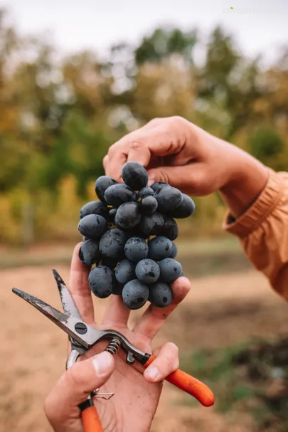 Виноград Руслан столовый