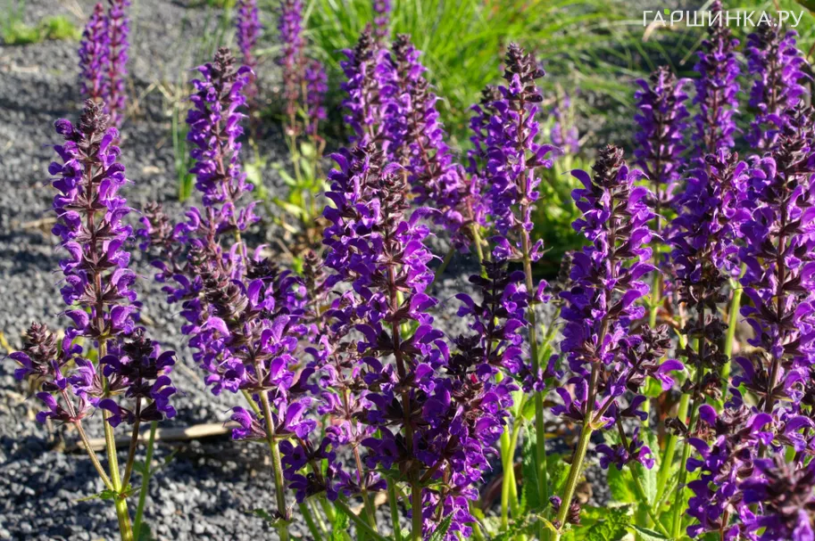 Шалфей (сальвия) дубравный Майнахт