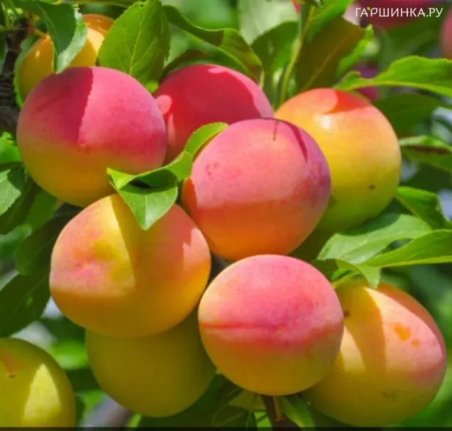 Абрикос Принц Март колоновидный