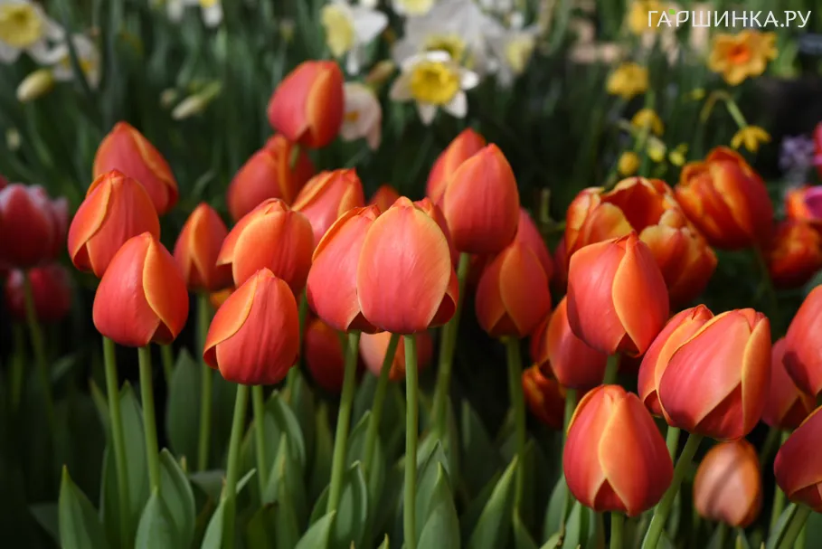 Тюльпан Ад Рем Дарвина 5шт