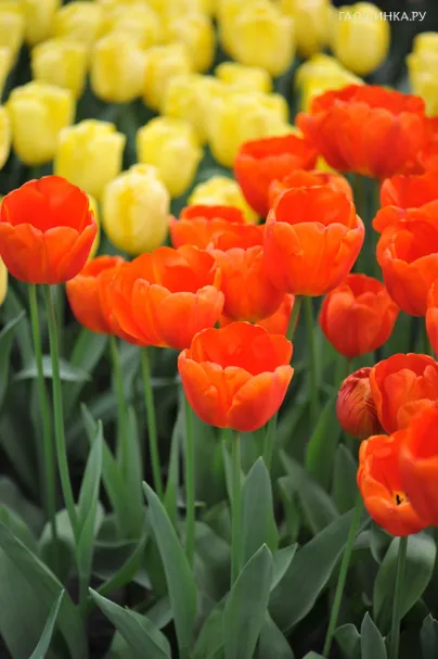 Тюльпан Каданс Триумф