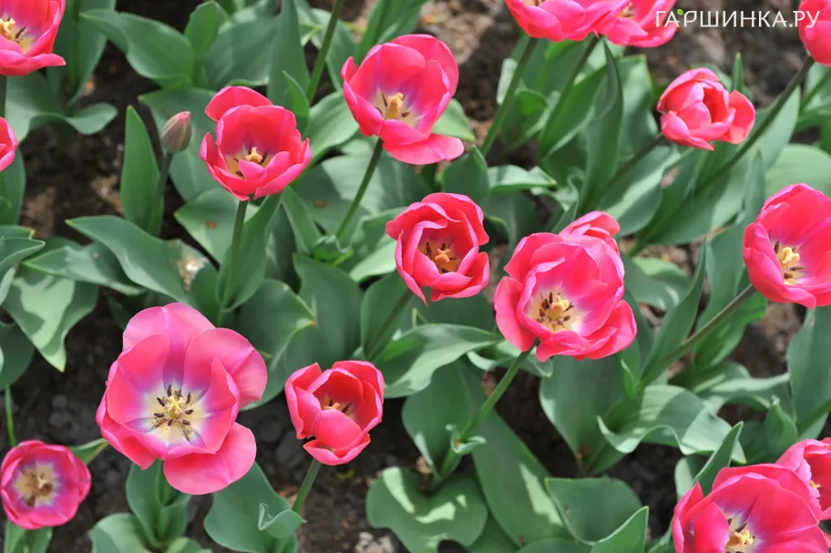 Тюльпан Карола Триумф 3 шт