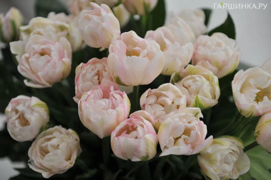 Тюльпан Финола махровый поздний 3 шт