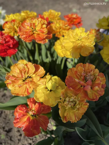 Тюльпан Санлавер махровый 5шт