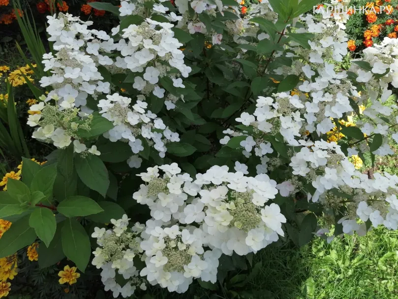 Гортензия Юник (Уникальный) метельчатая