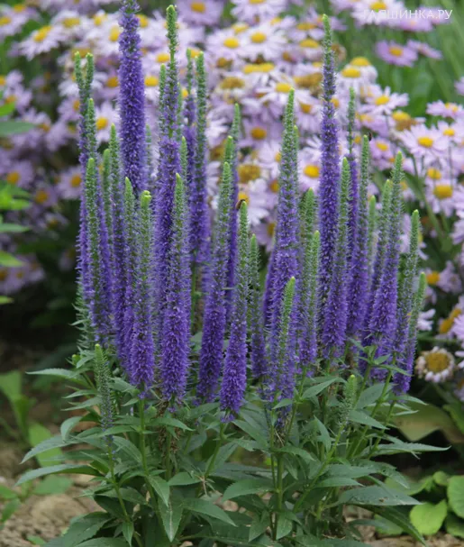 Вероника колосистая Ульстер Дварф Блю