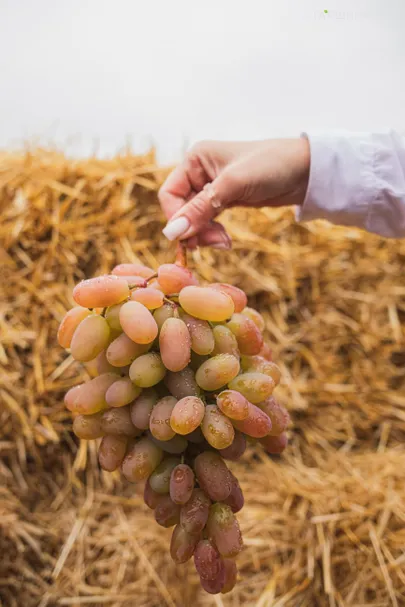 Виноград Виктор столовый