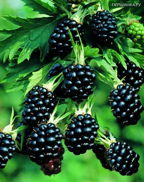 Ежевика Торнлесс Эвергрин