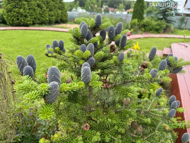 Пихта корейская