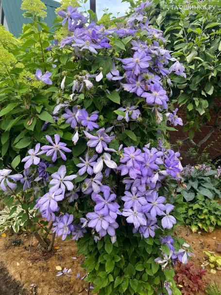Клематис Миссис Чолмондели крупноцветковый (2)