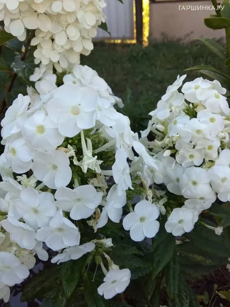 Флокс Вайт Адмирал метельчатый