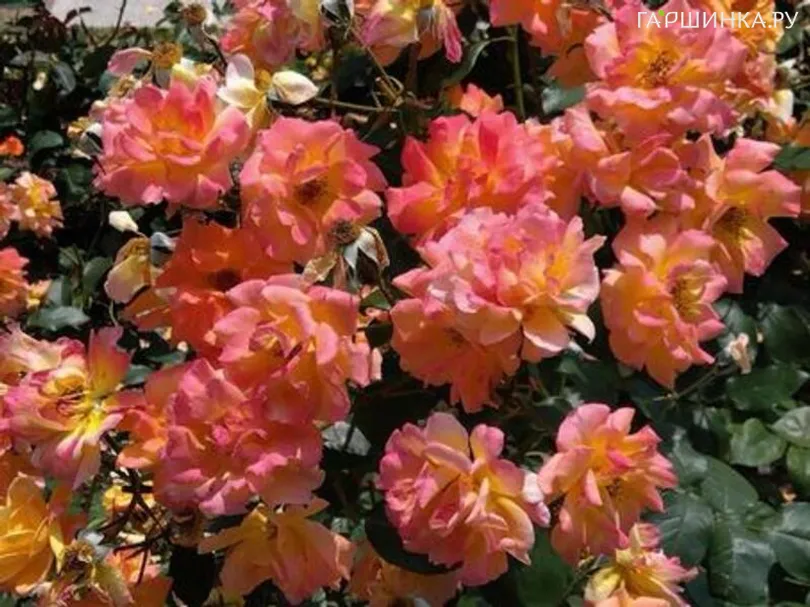 Роза Бонанза кустарниковая, Imperial Rose