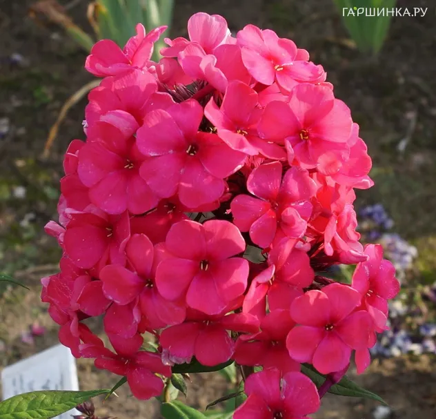 Флокс Маргарита