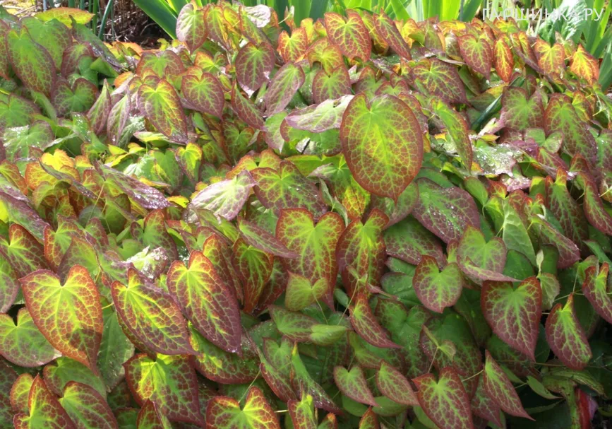 Горянка красная