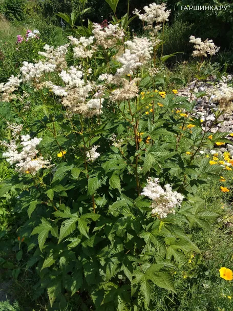 Лабазник (таволга) Элеганс