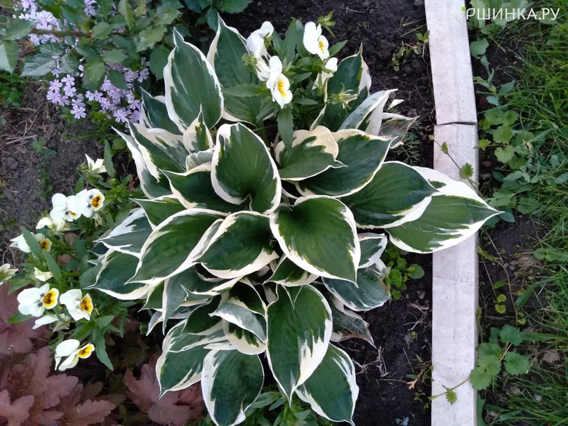 Хоста Минитмэн (SM)