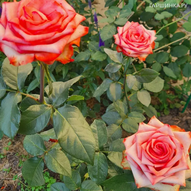 Роза Императрица Фарах чайно-гибридная, Топалович (лиц)