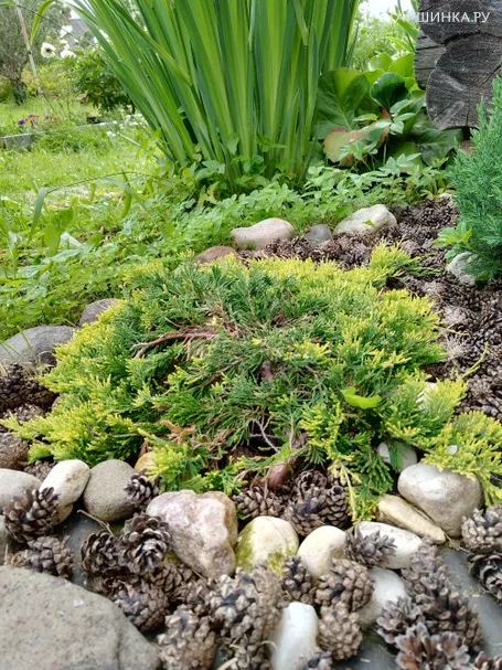 Можжевельник Голден Карпет горизонтальный