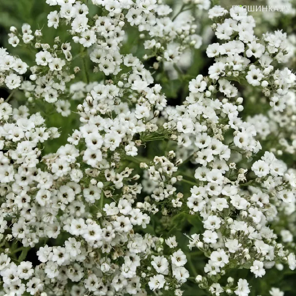 Гипсофила метельчатая Уайт Фестиваль