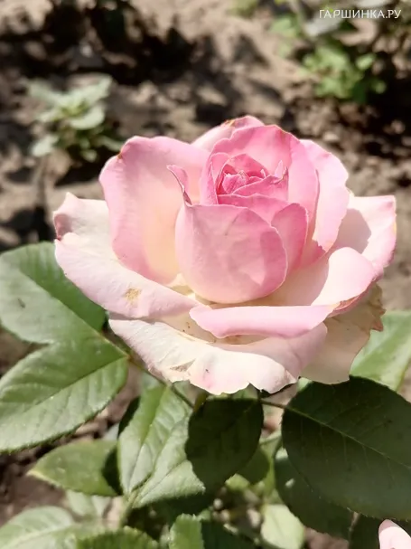 Роза Свит Аваланш чайно-гибридная, Топалович (лиц)