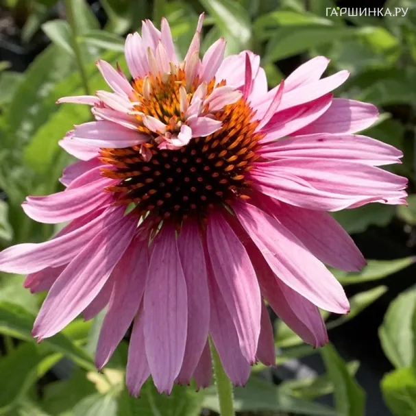 Эхинацея пурпурная Дабл Декер