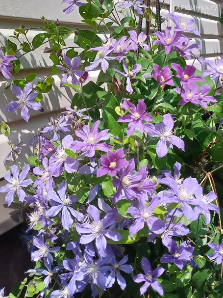 Клематис Арабелла крупноцветковый (3)