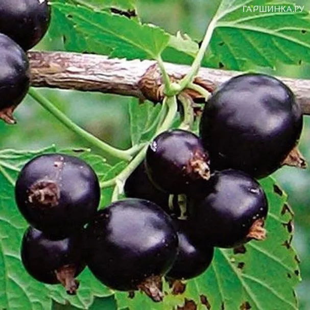 Смородина Деликатес черная