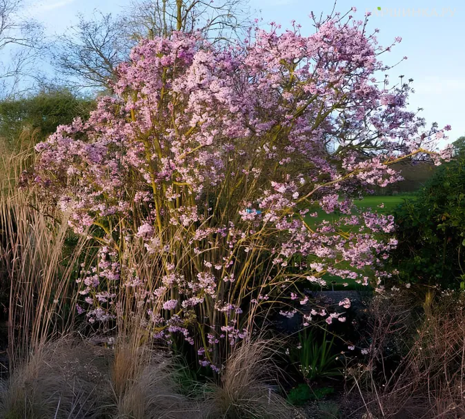 Калина боднантенская Даун зимнецветущая розовым