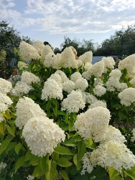 Гортензия Лаймлайт метельчатая