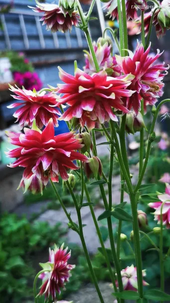 Аквилегия Нора Барлоу