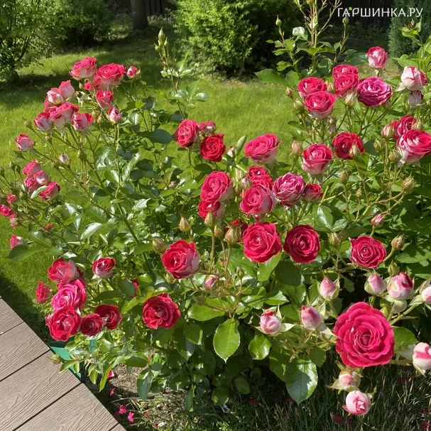 Роза Шоне Кобленцерин, Кордес (лиц)