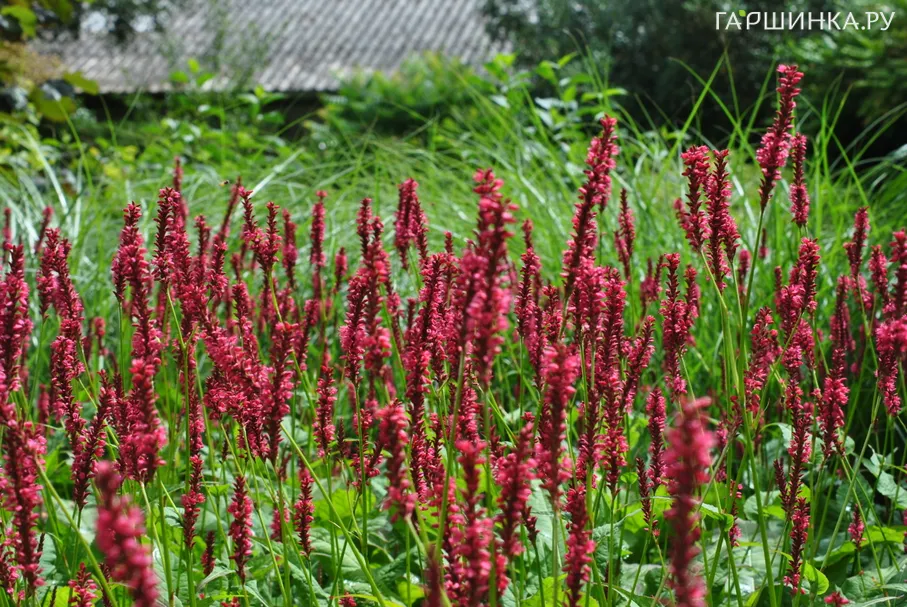 Горец свечевидный Специоза