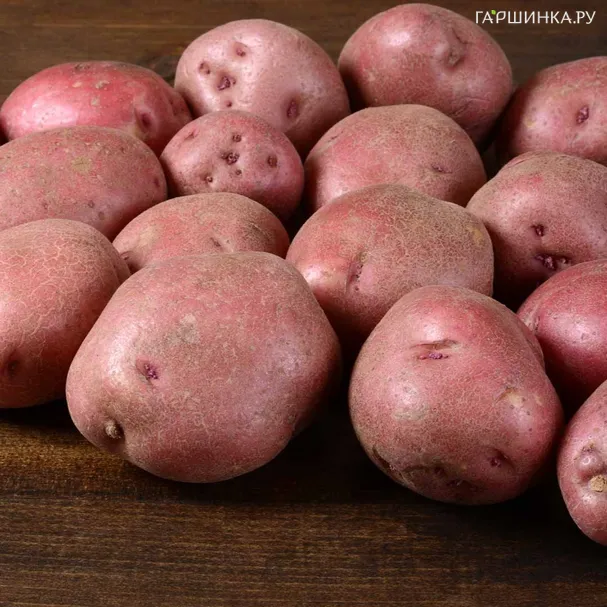 Картофель Снегирь (репродукция Супер-Элита) 10шт.