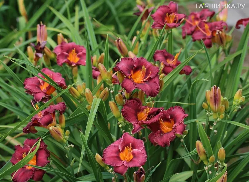 Лилейник Найт Висперс