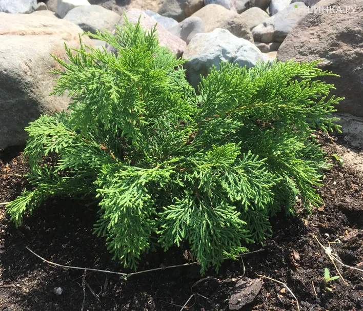 Микробиота перекрестнопарная