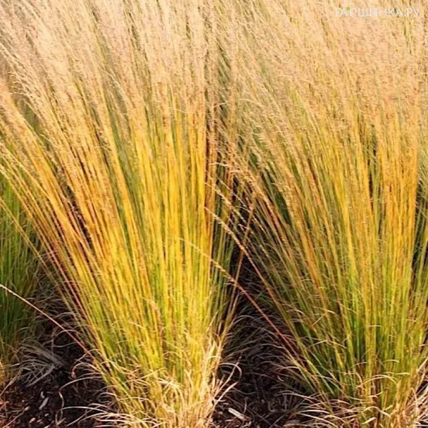 Молиния Хайдебраут