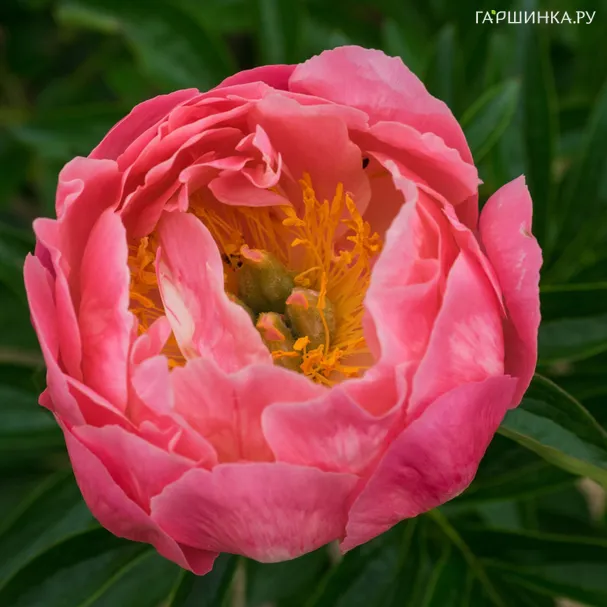 Пион Пинк Хавайан Корал