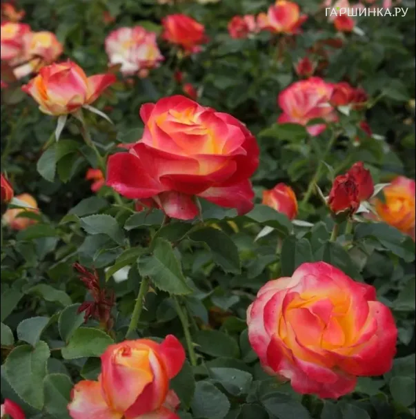 Роза Антигуа, Интерплант (лиц)