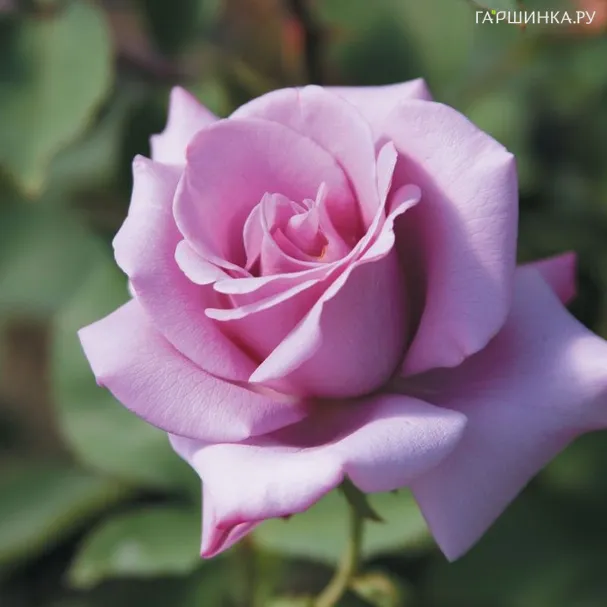 Роза Блю Герл, НИРП (лиц)