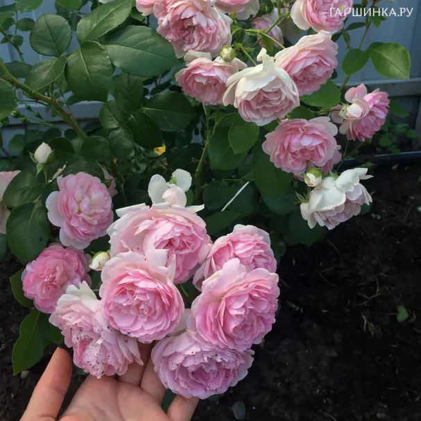 Роза Жасмина плетистая, Кордес (лиц)