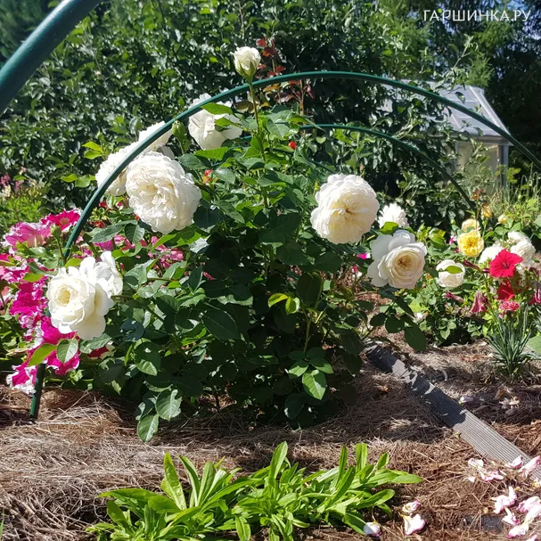 Роза Транквилити, Д.Остин кустарниковая (лиц)