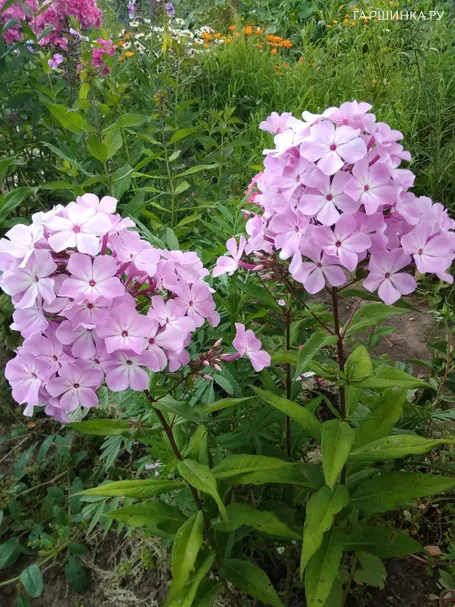 Флокс Всемил