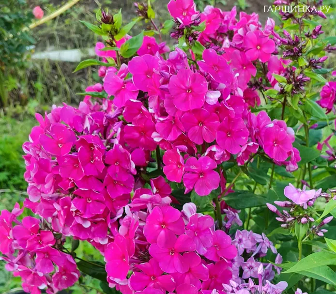 Флокс Тенор метельчатый