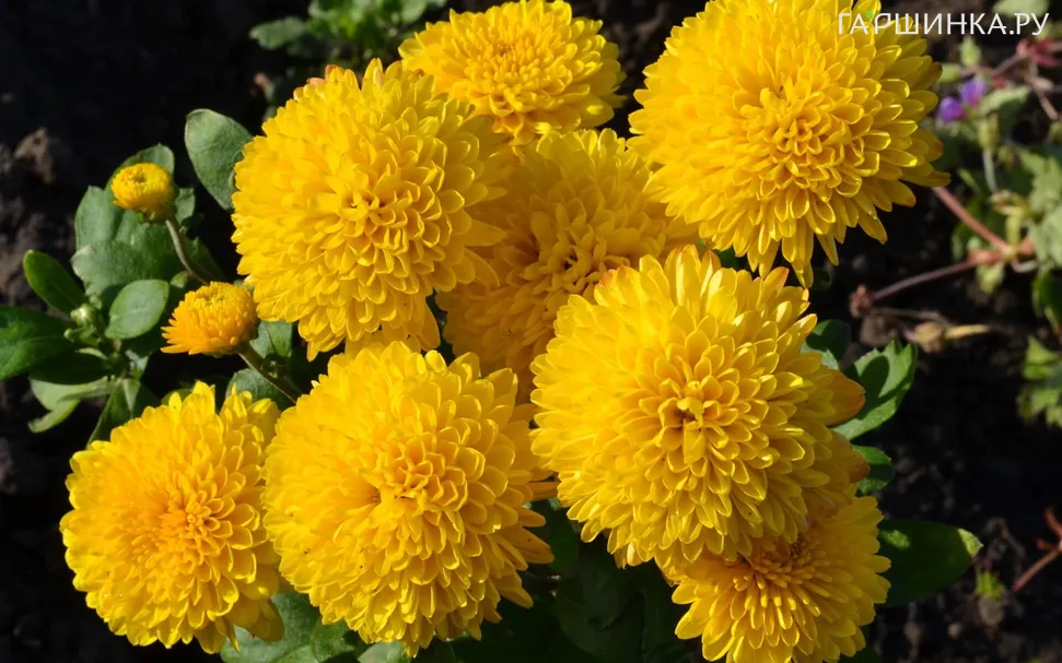 Хризантема Помпон Еллоу уличн.