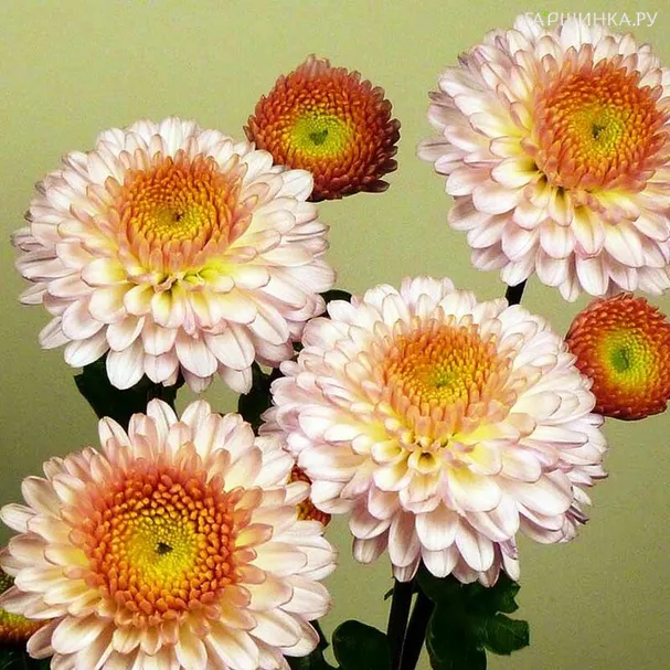 Хризантема Помпон Пинк уличн.